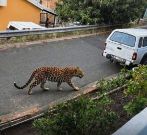 Fake leopard images risk harming conservation efforts