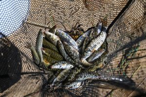 Babylonstoren leads effort to restore Berg River’s Witvis