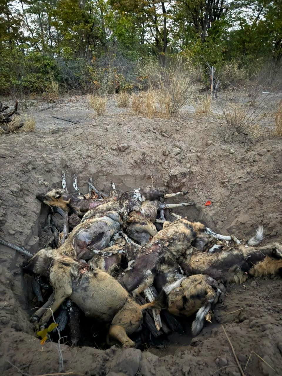 Poisoned African wild dogs in Botswana