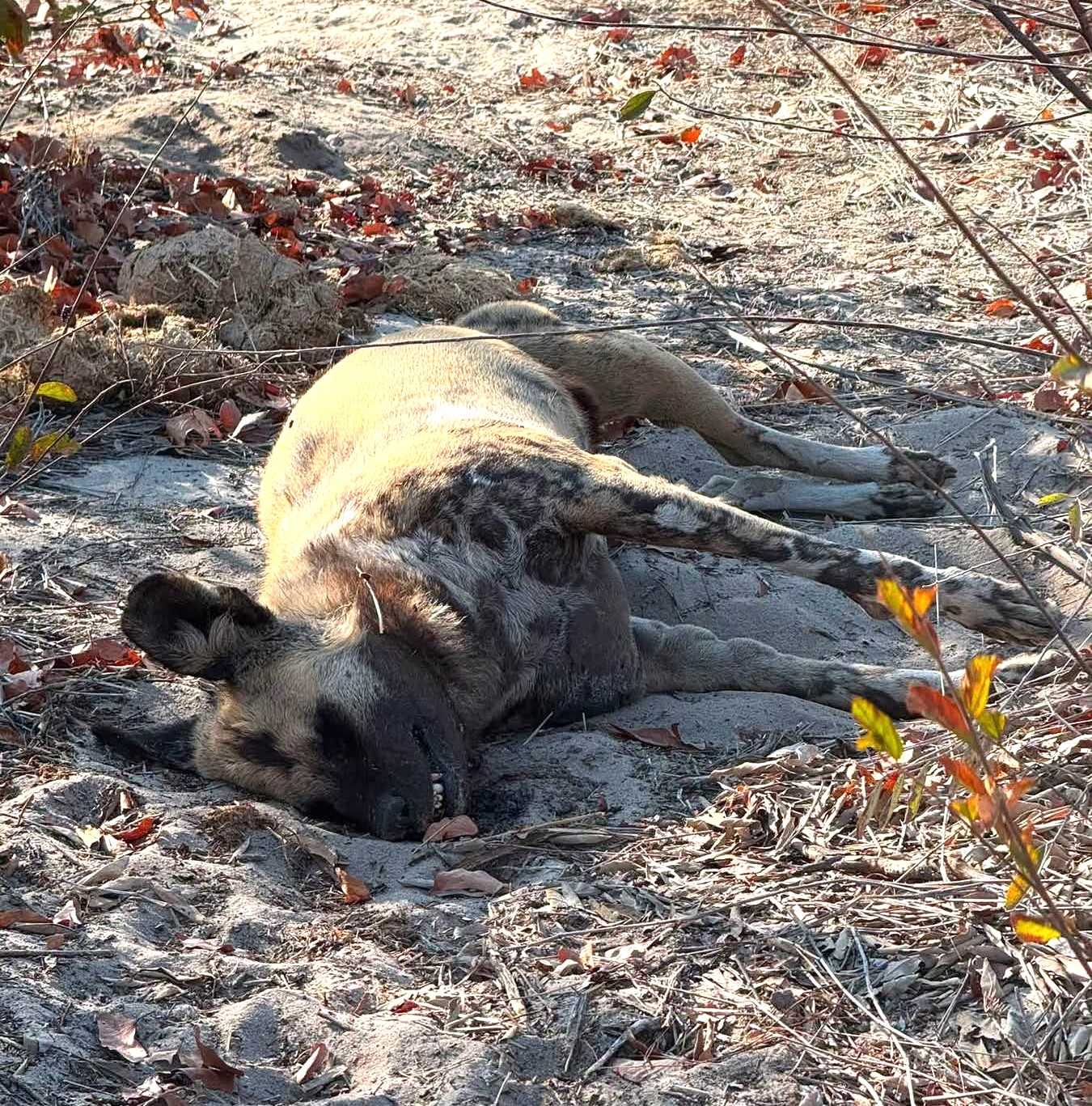 Poisoned African wild dogs in Botswana