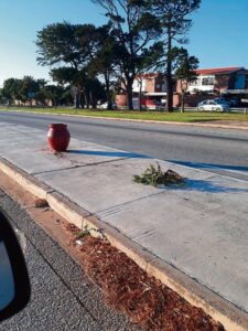 Vandalism of pot plants continues