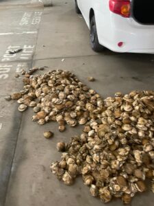Suspect nabbed with abalone worth almost R200 000