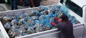 Two arrested, abalone worth more than R1 million seized in Gqeberha