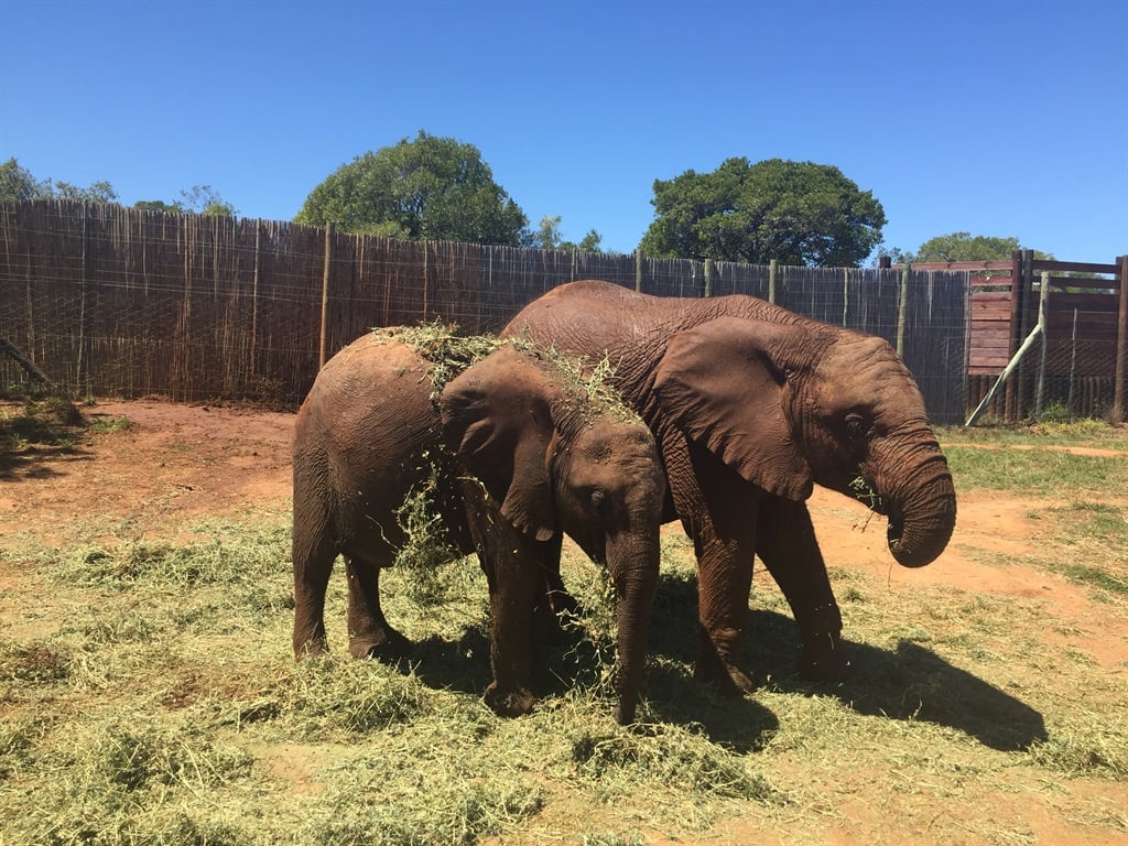 Stella and Amara - some of the animals at Shamwari