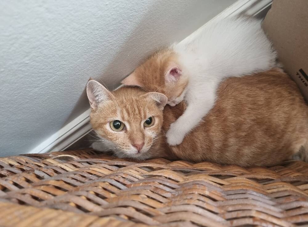 Mommy cat Lilo with one of her kittens.