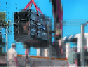 Four circus lions rehomed at Shamwari