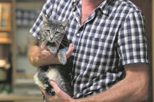 Micky die kat soek huis ná motorongeluk