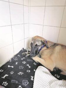 ‘Duisende dankies, Chase is nou weer sy ou self’