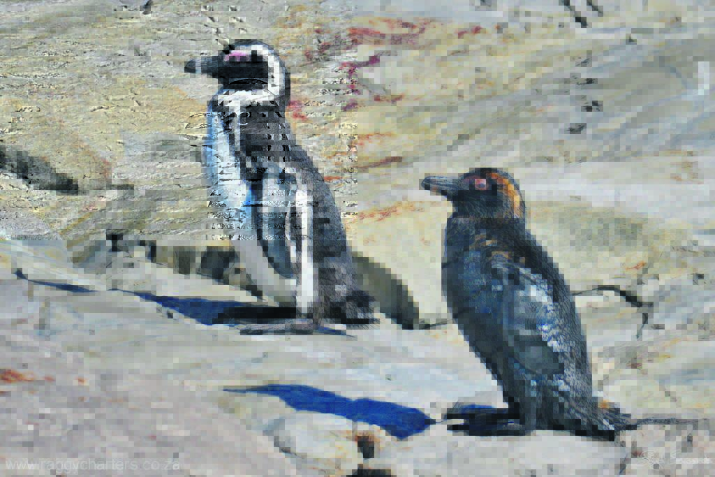 Algoa Bay concerned over Ship-to-Ship Bunkering