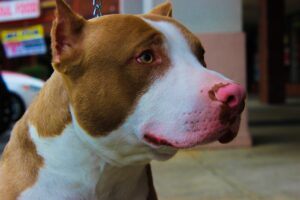 Gqeberha boy (10) mauled to death by family’s two pit bulls