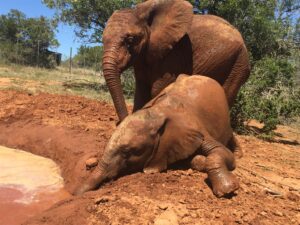Series showcasing EC conservation success story debuts on ‘Netflix’