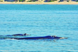 Record newborn whale sighting in Algoa Bay