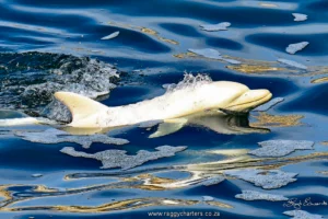 Albino dolphin spotted in Algoa Bay