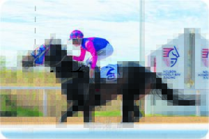 Spotlight on 3-year-old fillies this Friday