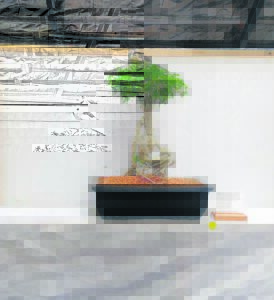 Annual Bonsai Show this weekend