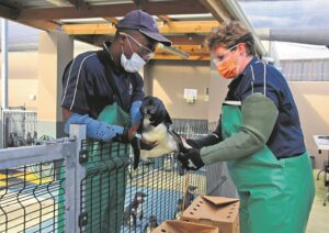 Ford Wildlife Foundation continues support for SANCCOB