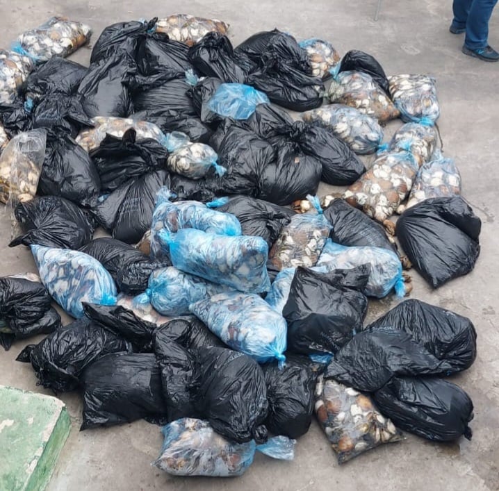 Two suspects arrested for possession of abalone