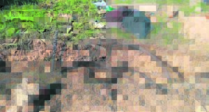 PE K9 unit arrest suspected copper cable thieves