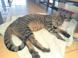 Furry ‘staff member’ in need of a permanent home