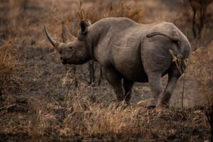 Police on the hunt for suspected rhino poachers in Paterson