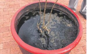 Residents irate after plants destroyed outside mall