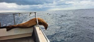 Oë op jong rob se swemtog