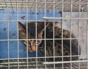ANIMAL CRUELTY: Sherwood couple rescue two tortured cats
