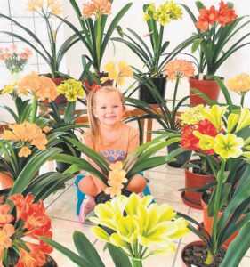 Clivia show set to wow