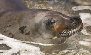 Oë op jong krapvreterrob se swemtog vir verdere navorsing
