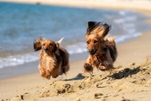 Tips for caring for your pets this holiday