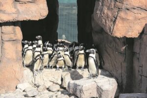 Local penguin rescue project gets R50 000 boost