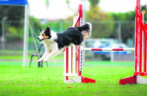 WATCH | Border Collie, teen trainer make local history