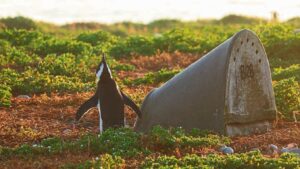 Artificial nests a welcome boost