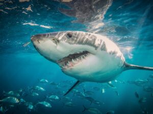 Fisherman bitten by shark off-shore from NMB