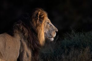 Mountain Zebra National Park lion euthanised for compassionate reasons