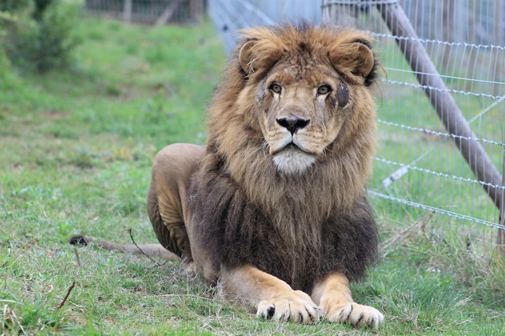 lion, rescued, relocated