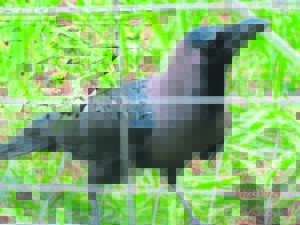 THREAT TO NATIVE BIRDS: Report sightings of invasive bird