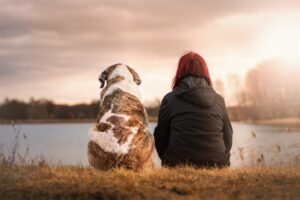Festive Season Pet Safety