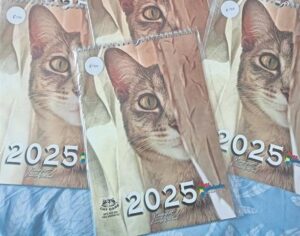 A Lifeline for Feral Cats in Nelson Mandela Bay