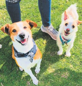 It’s a dog’s life in Richmond Hill