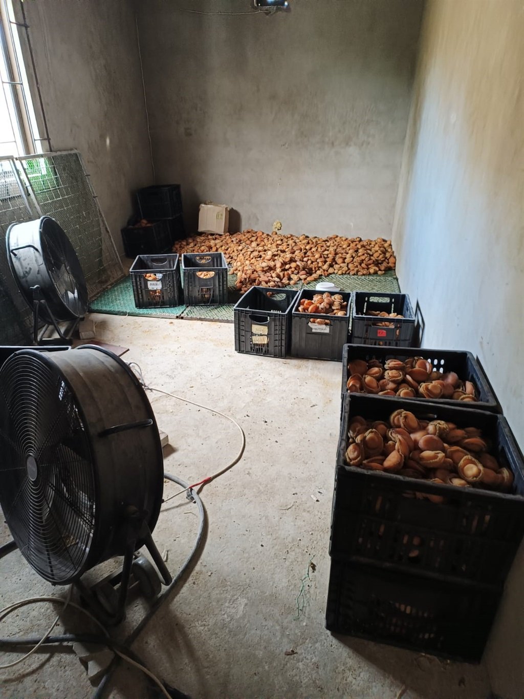 Abalone worth over R20 million was found on a smal