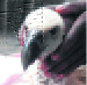 Alarming rise in vulture electrocutions on power lines