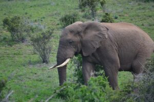 Up close and personal with the Addo giants