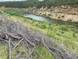 Alien vegetation removed at catchment areas to save every drop
