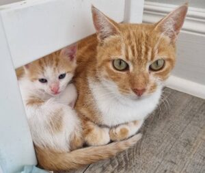 Mommy Lilo rescues her kittens…now looking to be rescued herself