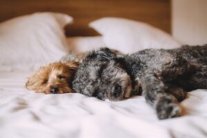 Mega pet insurance claims are rising – here’s what to know