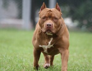 East London toddler mauled to death in another pit bull attack