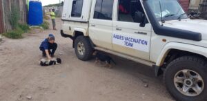 Why vaccinations against rabies are more important than ever before