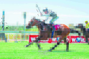 Eight races lined up for Valentine’s Day