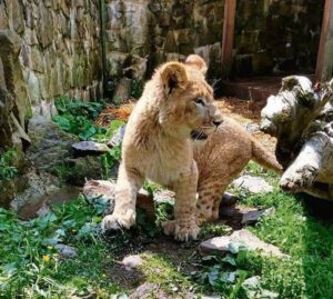 Rescued lions homed in Bay